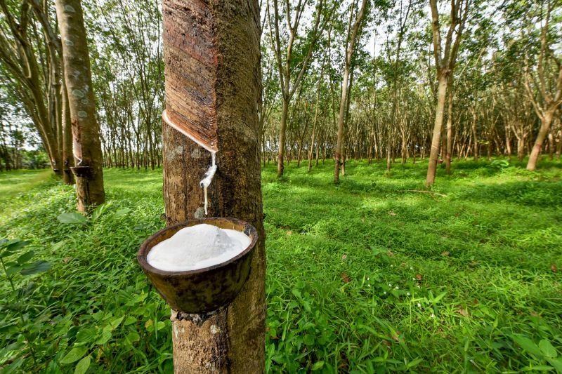 A rubber tree produces latex.