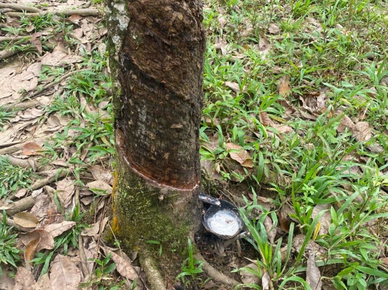 Rubber trees produce latex
